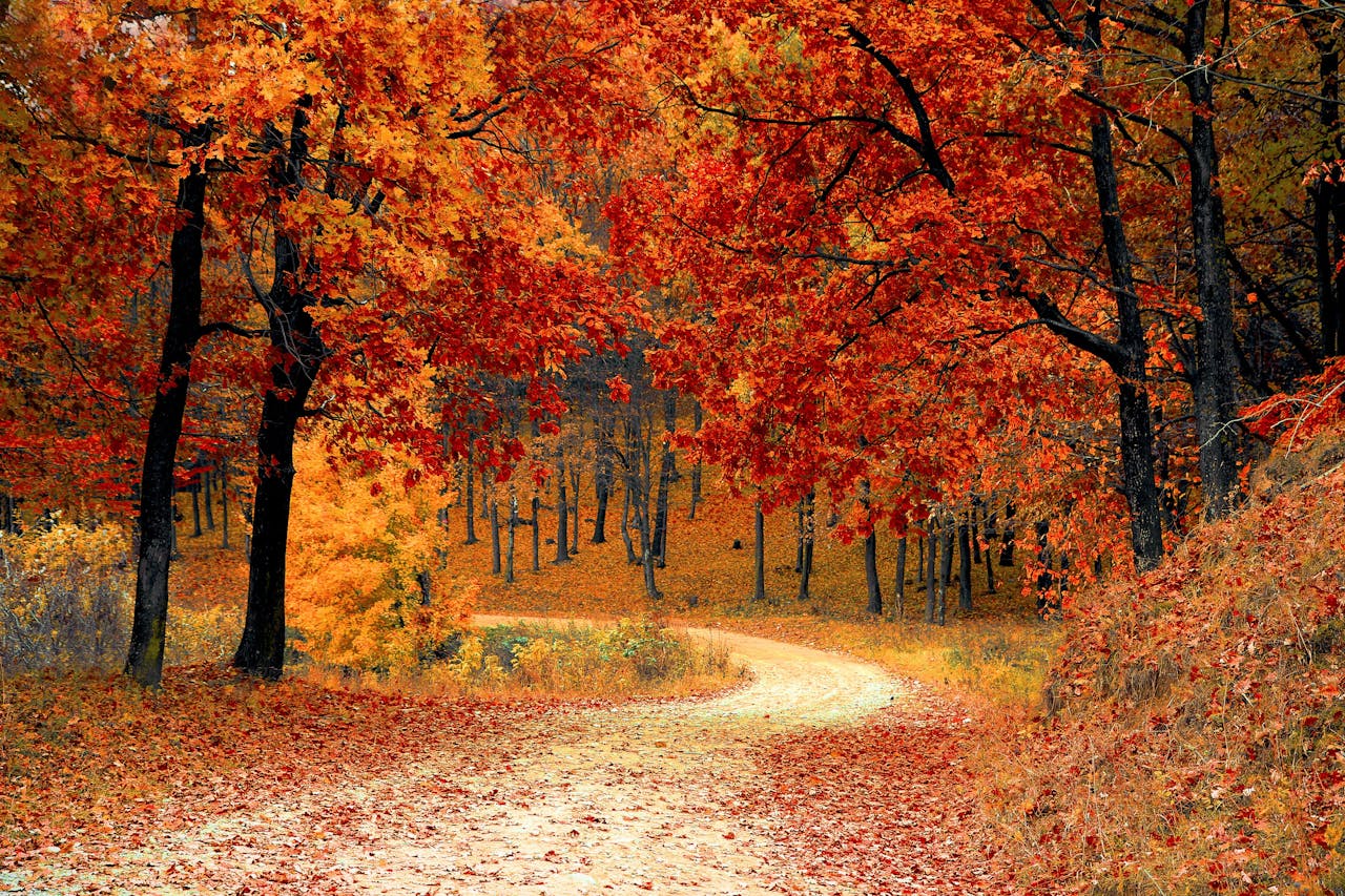 about-05 A picturesque autumn scene featuring a winding path through a vibrant forest of red and orange leaves.