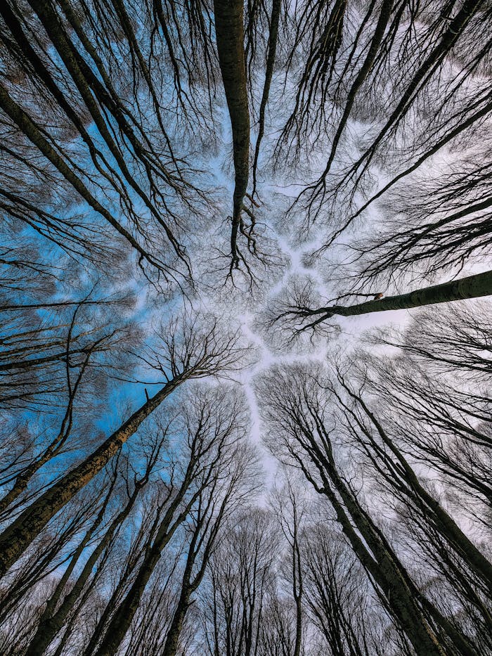 Stunning low angle view of barren trees reaching skyward in a serene winter forest.