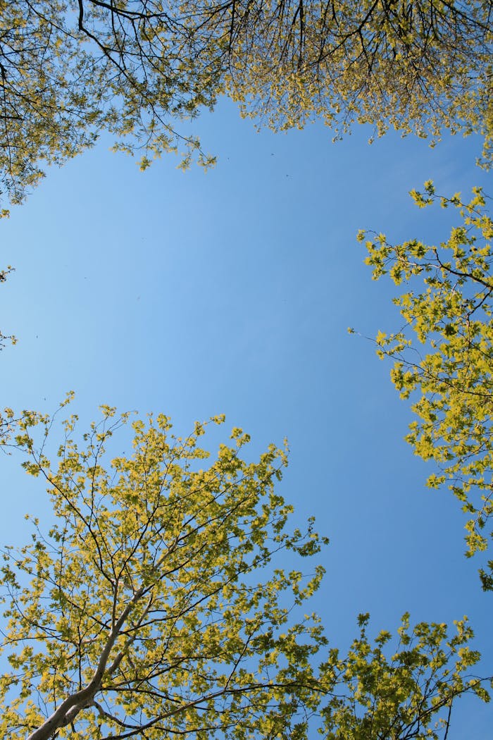 services-03 Fresh green leaves under a clear blue sky on a spring day, creating a serene canopy.