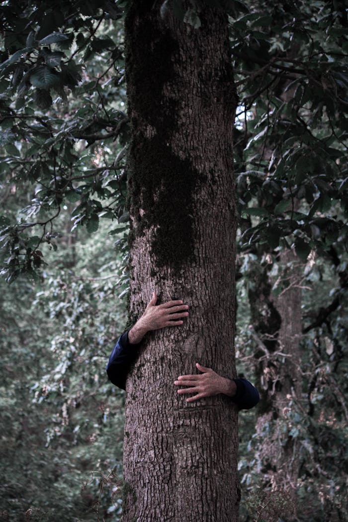 about-01 A person hugging a tree, symbolizing a deep connection with nature.