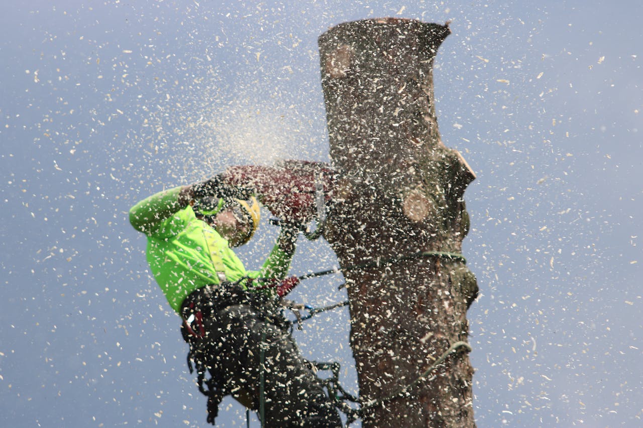 about-06 Arborist climbs tree to cut a trunk with a chainsaw, showcasing safety gear and sawdust.