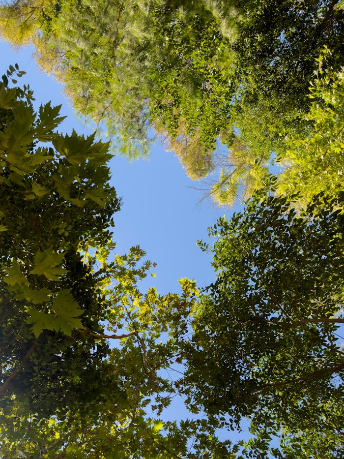 services-09 A captivating view of a vibrant tree canopy under a clear blue sky, showcasing nature's beauty.