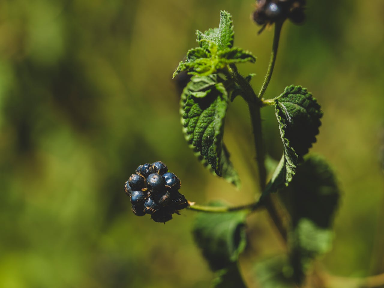 services-10 Fresh blackberries on the tree in the forest